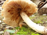 Tricholoma saponaceum image
