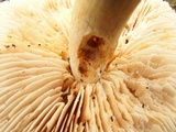 Tricholoma saponaceum image