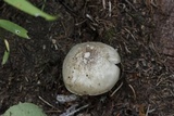 Pluteus petasatus image