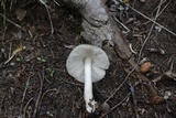 Pluteus petasatus image