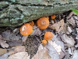 Humidicutis marginata var. olivacea image
