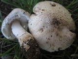 Leucoagaricus barssii image