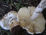 Leucoagaricus barssii image