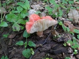 Russula subpunctata image