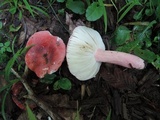Russula subpunctata image