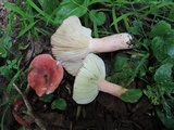 Russula subpunctata image