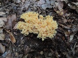 Ramaria formosa image