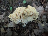 Ramaria formosa image