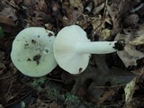 Russula aeruginea image