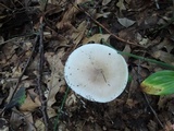 Amanita spreta image