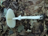 Amanita spreta image