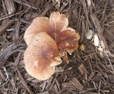 Gymnopus luxurians image