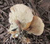 Gymnopus luxurians image