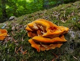 Pycnoporellus fulgens image