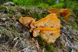 Pycnoporellus fulgens image