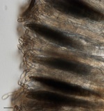 Geoglossum simile image