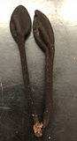 Trichoglossum hirsutum image