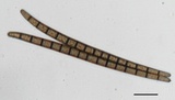 Trichoglossum hirsutum image