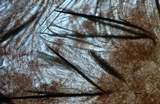 Trichoglossum hirsutum image