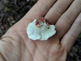 Phlebia incarnata image