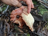Fistulina hepatica image