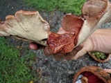 Fistulina hepatica image