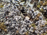 Bilimbia sabuletorum image