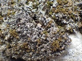 Bilimbia sabuletorum image