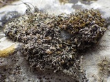 Bilimbia sabuletorum image