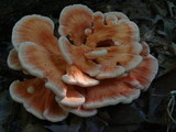 Laetiporus cincinnatus image