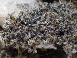Bilimbia sabuletorum image