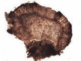 Bilimbia sabuletorum image