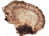 Bilimbia sabuletorum image