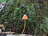 Entoloma quadratum image