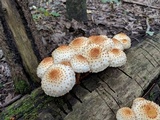 Pholiota squarrosoides image