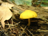 Pluteus admirabilis image