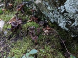 Craterellus fallax image