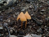 Entoloma quadratum image