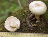 Hypsizygus ulmarius image