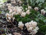 Clavulina coralloides image