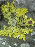 Xanthoria aureola image