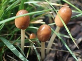 Parasola auricoma image