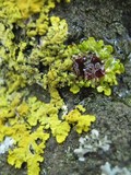 Xanthoria aureola image