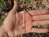Conocybe apala image