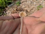 Conocybe apala image