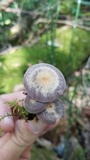 Baeospora myriadophylla image
