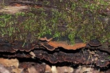 Hymenochaete rubiginosa image