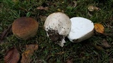 Calvatia cyathiformis image