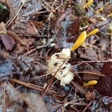 Microglossum rufum image
