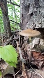 Oudemansiella furfuracea image